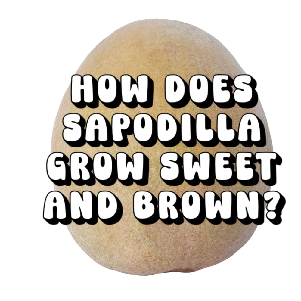 How Does Sapodilla Grow Sweet and Brown?