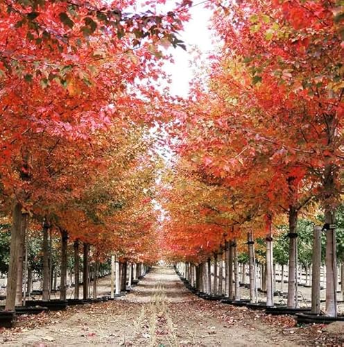 Sun Valley Maple Tree - 6-12" Tall Live Plant - 2.5" Pot - Fast-Growing Red Shade Maple Sapling - Acer rubrum 'Sun Valley'