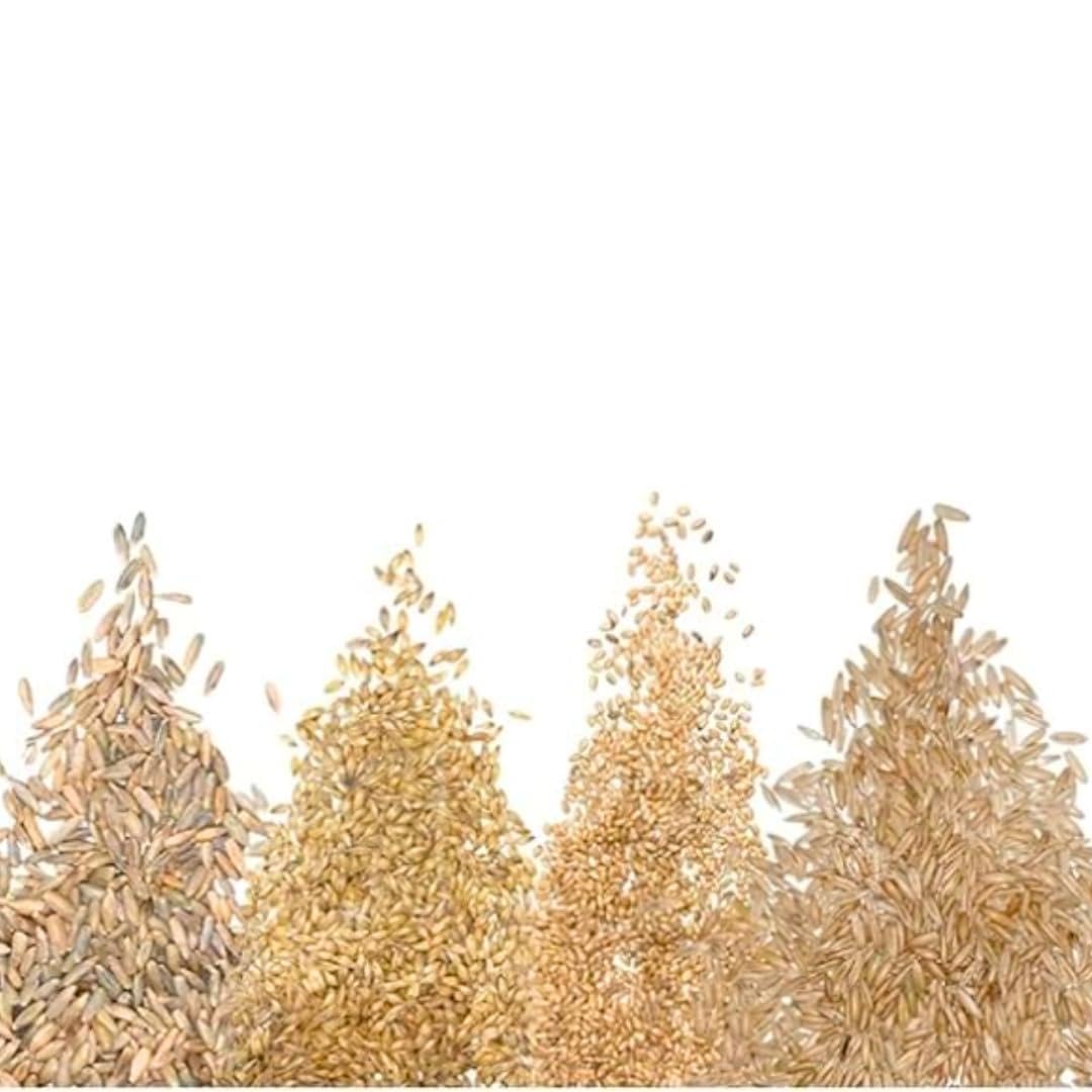CZ Grain 4-Way Blend Cat Grass Seeds