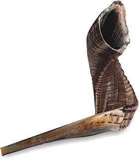 100% Kosher Shofar Odorless Horn From Ram Size 3, 14' x 16' inch