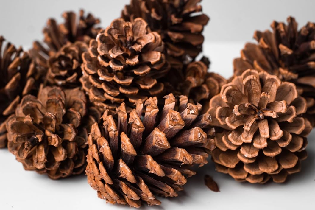 CRAFT LOVE 4 Piece Natural Pine Cones for Home Decor, DIY Art Crafts, Natural Rustic Craft Supply, Festive Christmas & Wedding Decorations !!-image-44