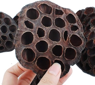 NWFashion 10PCS/Package Artificial Dried Brwon Lotus Pods Without Seed and Stems(8-10CM)