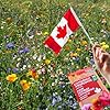 Canadian Wildflower Seeds 3.6 oz - 20 Varieties of Mixed Annual & Perennial Flower Seeds from Oh! Canada Seeds - Graines de Fleurs Sauvages Wild Flowers Seeds Canada Flower Seeds #1