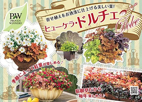 Amazon Co Jp ヒューケラ ドルチェ ブラックジェイド3 5号ポット Pw Diy 工具 ガーデン Amazon Co Jp ヒューケラ ドルチェ ブラックジェイド3 5号ポット Pw Diy 工具 ガーデン