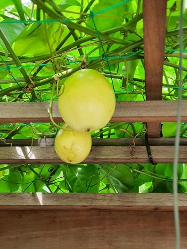 Live Passion Fruit Yellow Tree Starter Rooted #TOP1