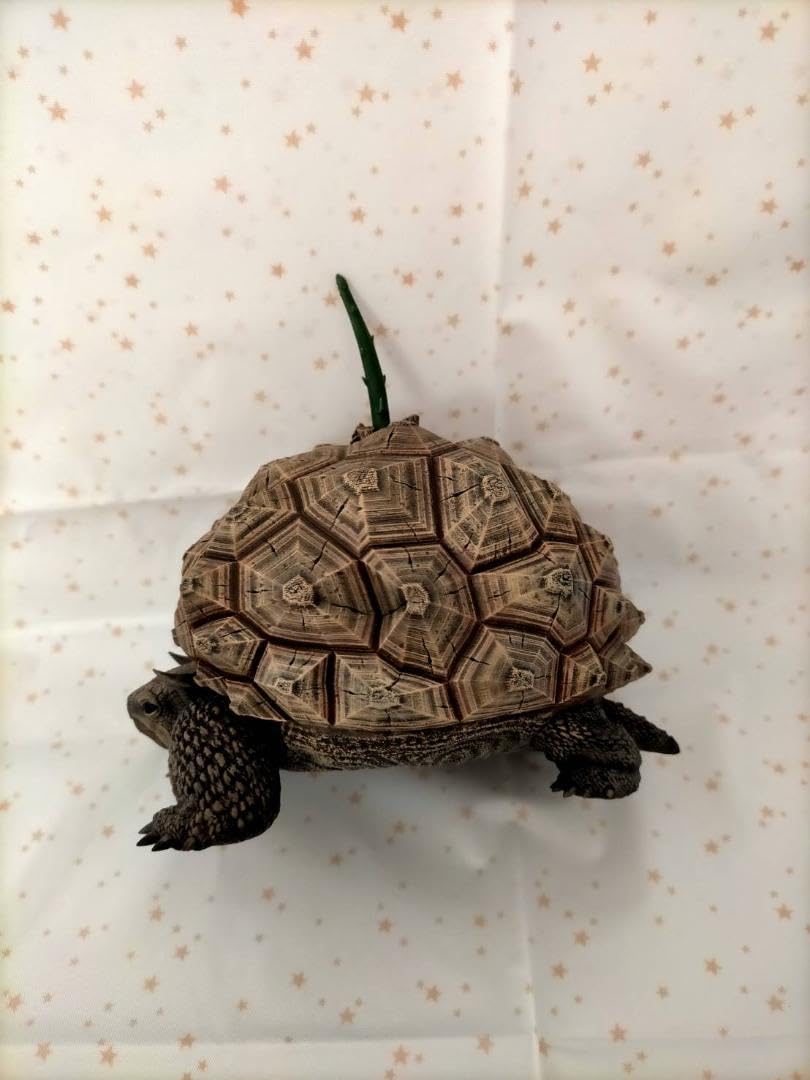 はせがわナーセリー×OZWRT　亀甲竜　フィギュア 亀甲竜🐢 @ozwrt さんとのコラボ亀並べてみました🐢 @sai_movie