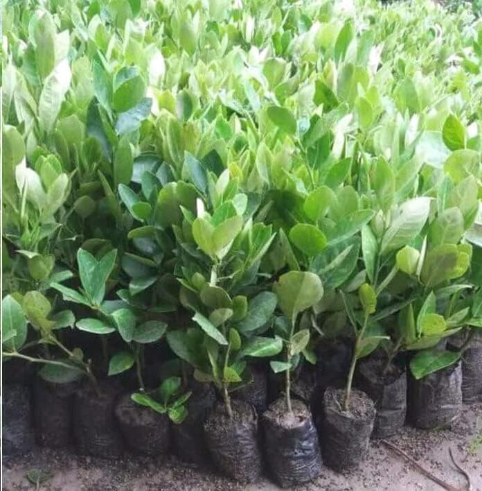 Image of Seedless Grafted Lemon Plant /Dwarf Sarbati Lemon Plant (height 2 Feet), S83