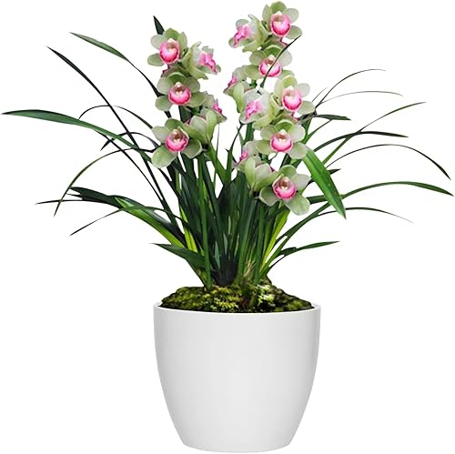 Plantas de orquídeas de interior vivas, rica fragancia al florecer, plantas de casa fáciles de cultivar con una maceta cuadrada, regalos únicos de