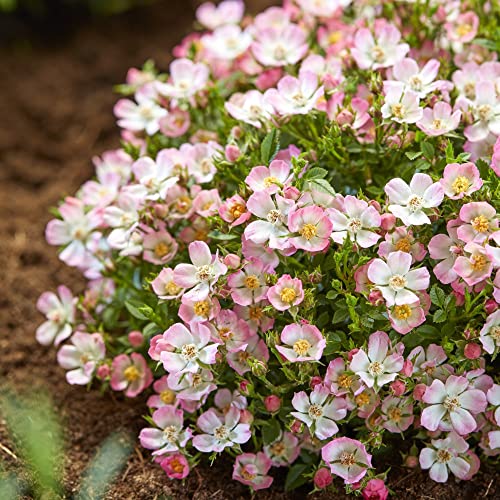 Rose 'Cutie Pie' - Hardy Shrub - Pretty Pink & White Flowers - Ideal Groundcover or Patio Pot Display - Easy to Grow Your Own - Garden Plant - 1x 9cm Pots by Thompson and Morgan (1)