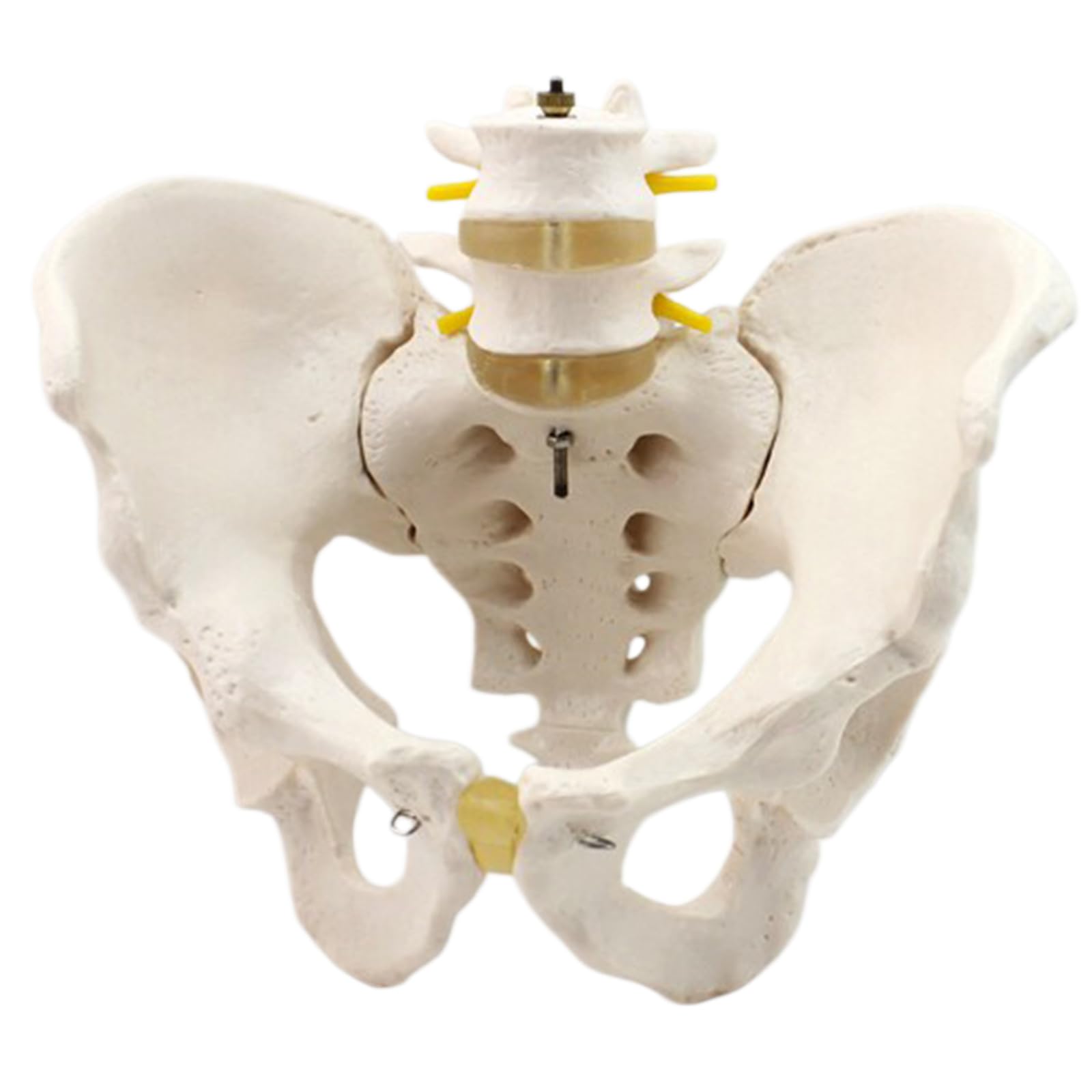 LKYLVEE Life Size Male Pelvis Model - Male Two Lumbar Vertebrae Anatomy Model - for Science Education