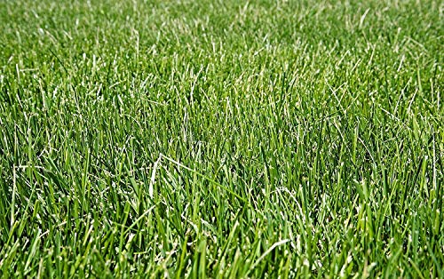 Nature's Seed Turf-Ff-500-F Fine Fescue Grass Seeds Blend, 500 Sq. Ft #TOP2