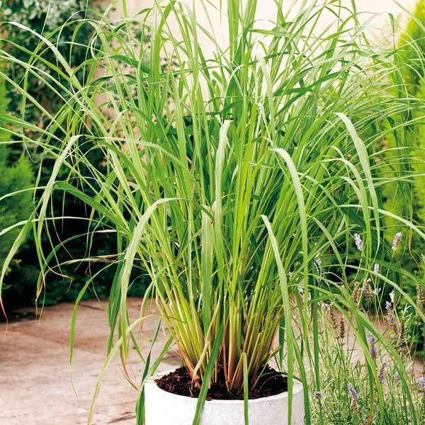 Audbhidhi Lemon grass Herbs Seeds Suitable For Home Gardening (50 Seeds Pack) (B0B77L4LQ3) Amazon Price History, Amazon Price Tracker
