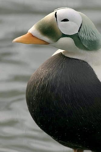 Spectacled Eider Journal: 150 page lined notebook/diary