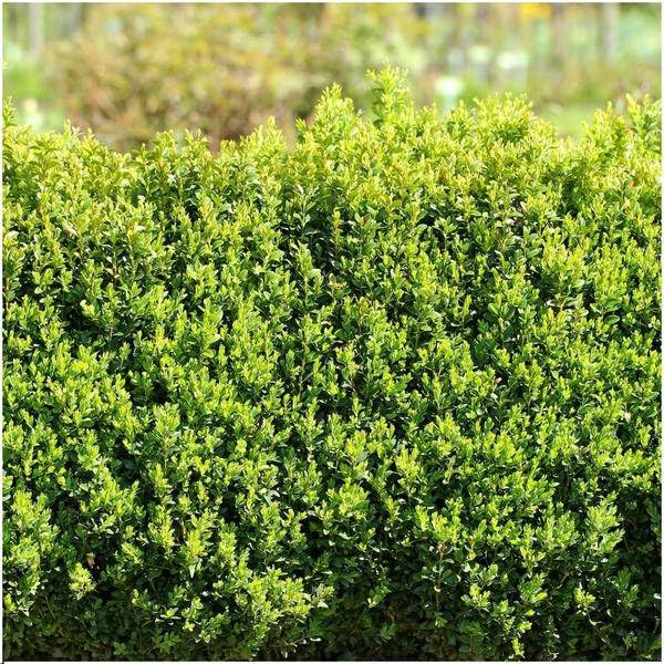 Buxus Sempervirens – wiecznie zielona roślina żywopłotowa – 6 roślin – długość całkowita 1 m – Ø 12 cm – wysokość 20 cm – łatwa w pielęgnacji roślina ogrodowa