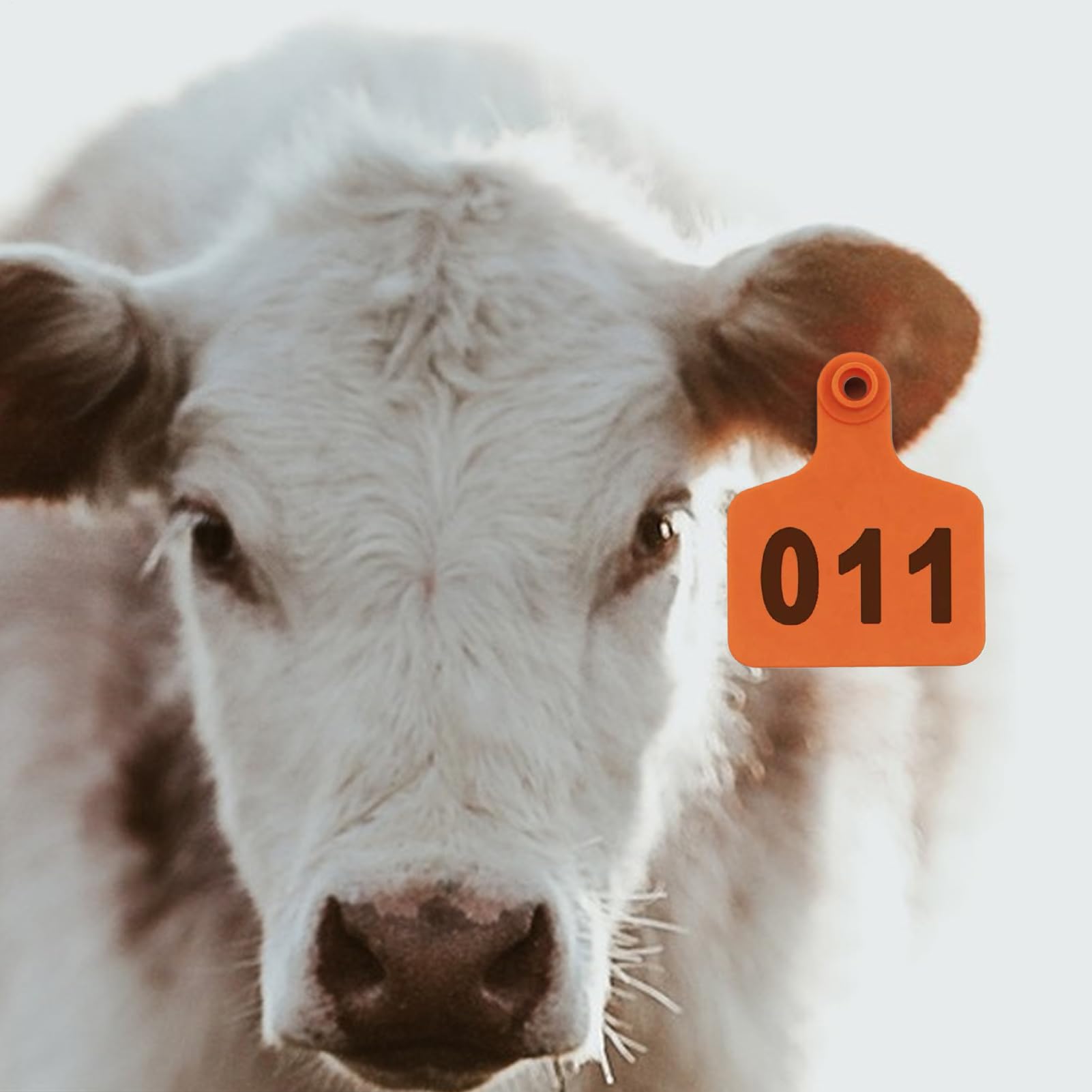 Boucles pour Oreilles de Bovins | Boucles d’Oreille Numérotées Pour Bétail | Numérotation 1-100 en Grasse, Fiche d'Identification et Traçabilité Animale pour Élevage