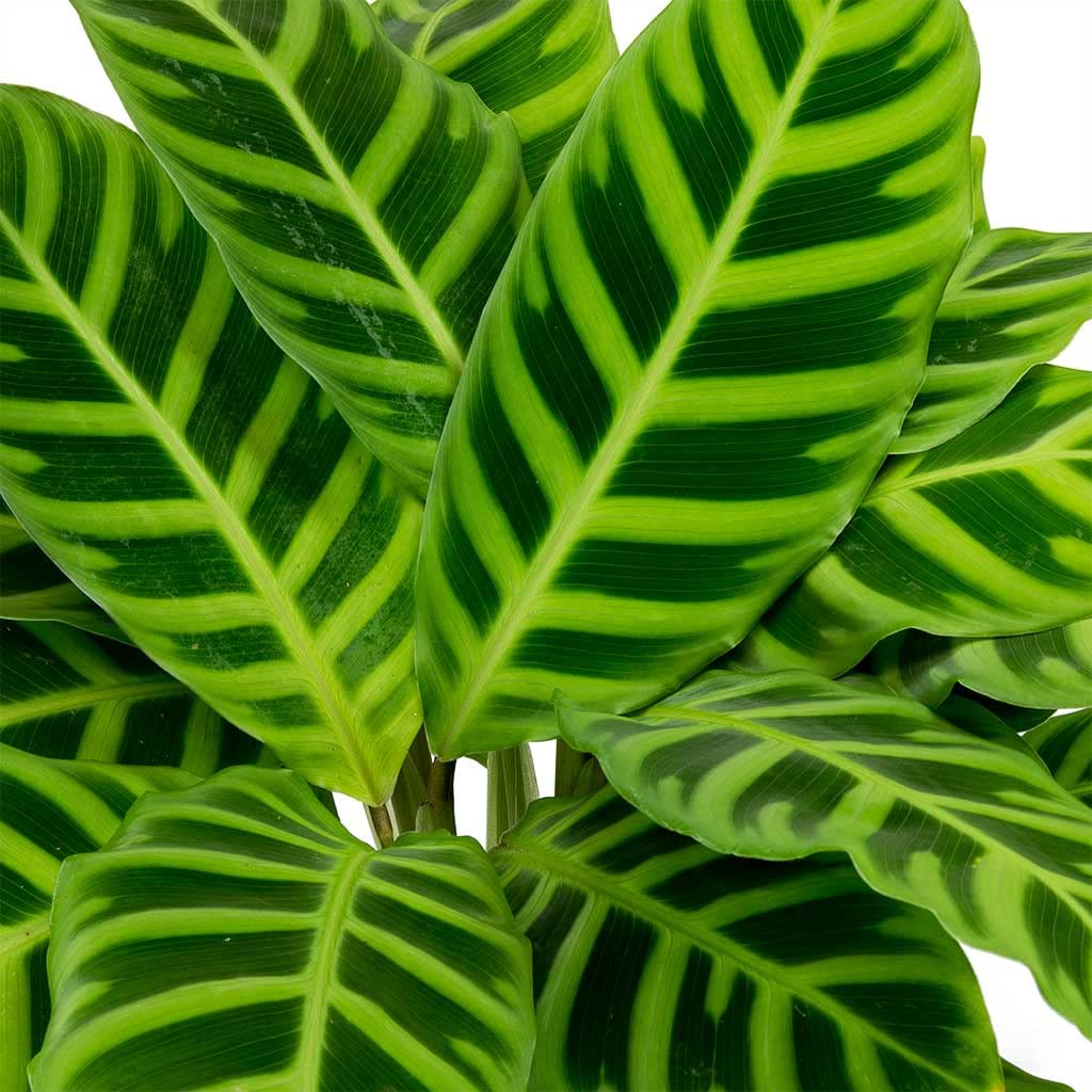 planta dracaena marginata Buy Dracaena Marginata for Sale | Buy Houseplants Online