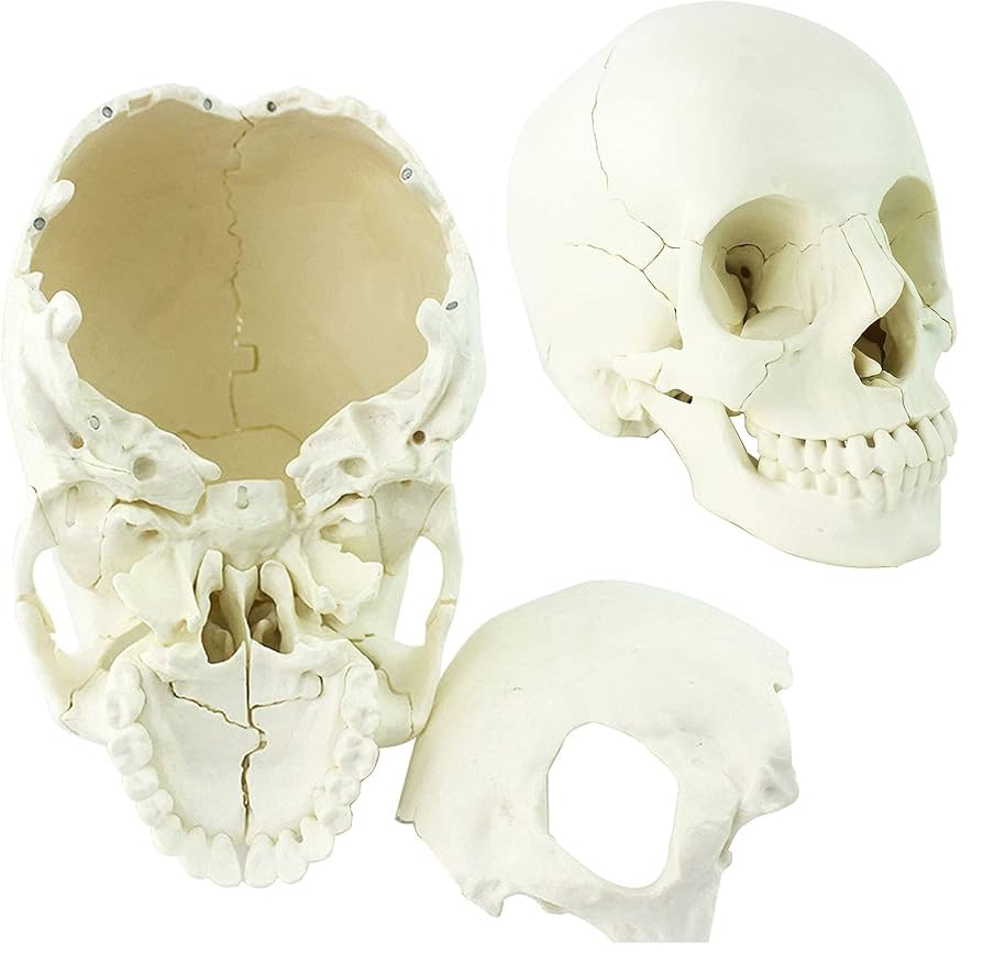 Amazon.co.jp: 完全な頭蓋骨 22 パーツの成人の分離 骨の色