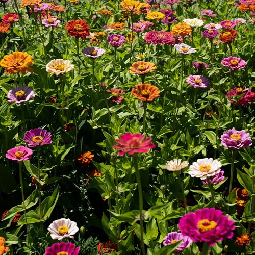 Butterfly & Bee Mixture Seeds – Quick & Easy to Sow – Wonderful Nectar Rich Flowers – for Meadows & Borders – for Your Beautiful Garden