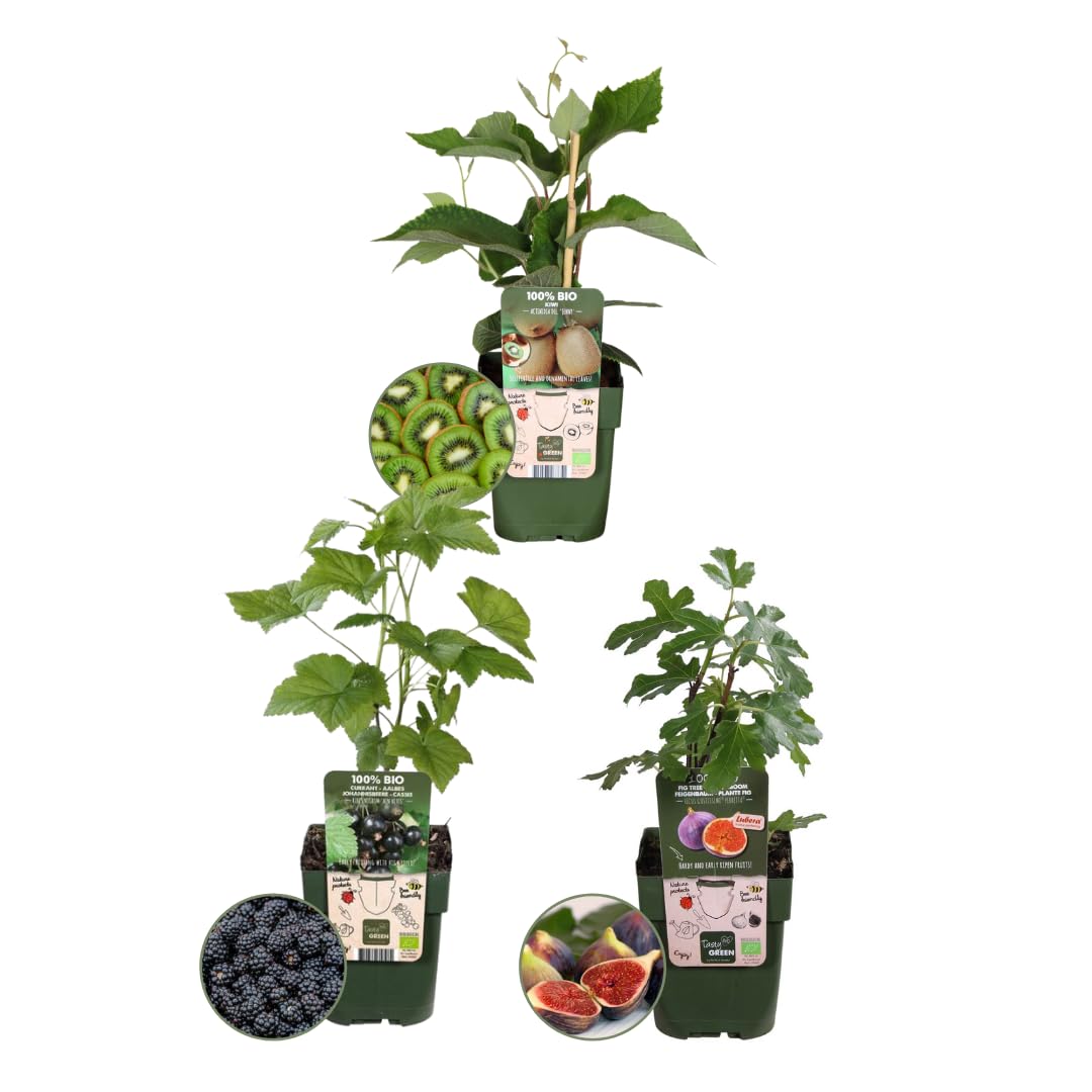 Plants by Frank | "Süße Ernte Trio" BIO Obstpflanzen Mix/3 | Feigenbaum, Kiwi Pflanze, Brombeerstrauch | 100% Biologisch | Obstgarten | Obstbäume | Gemüsegarten | Gartenpflanzen