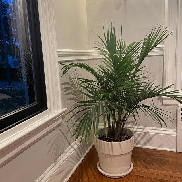 Amazon.com : Majesty Palm, Ravenea Rivularis Live Indoor