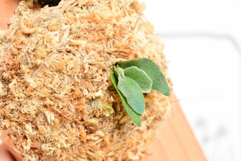 Amazon.co.jp: P.willinckii 'Jewel' spored ① ＠ビカ森wife 板付品