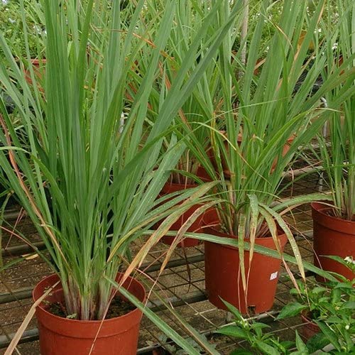 See full amazon price history chart for Mphmi Lemon Grass - Plant Mphmi Lemon Grass - Plant (B096W8MG45) Amazon Price History, Amazon Price Tracker