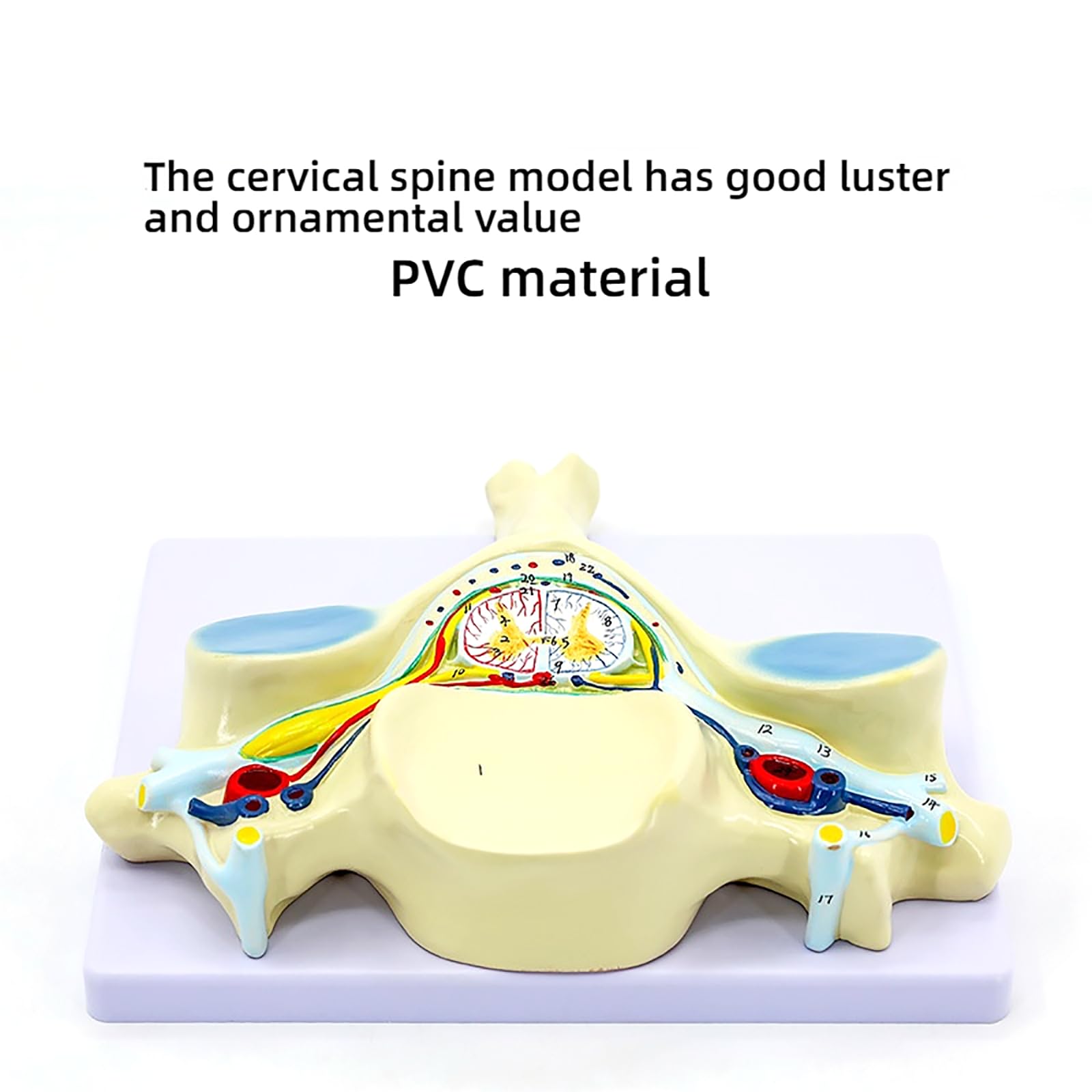 Model Kręgu Szyjnego W 7-krotnym Powiększeniu, Anatomiczny Model Piątego Przekroju Kręgu Szyjnego Człowieka, Dokładna I Realistyczna Struktura, Wytrzymały Materiał PVC, Dla Studentów Medycyny