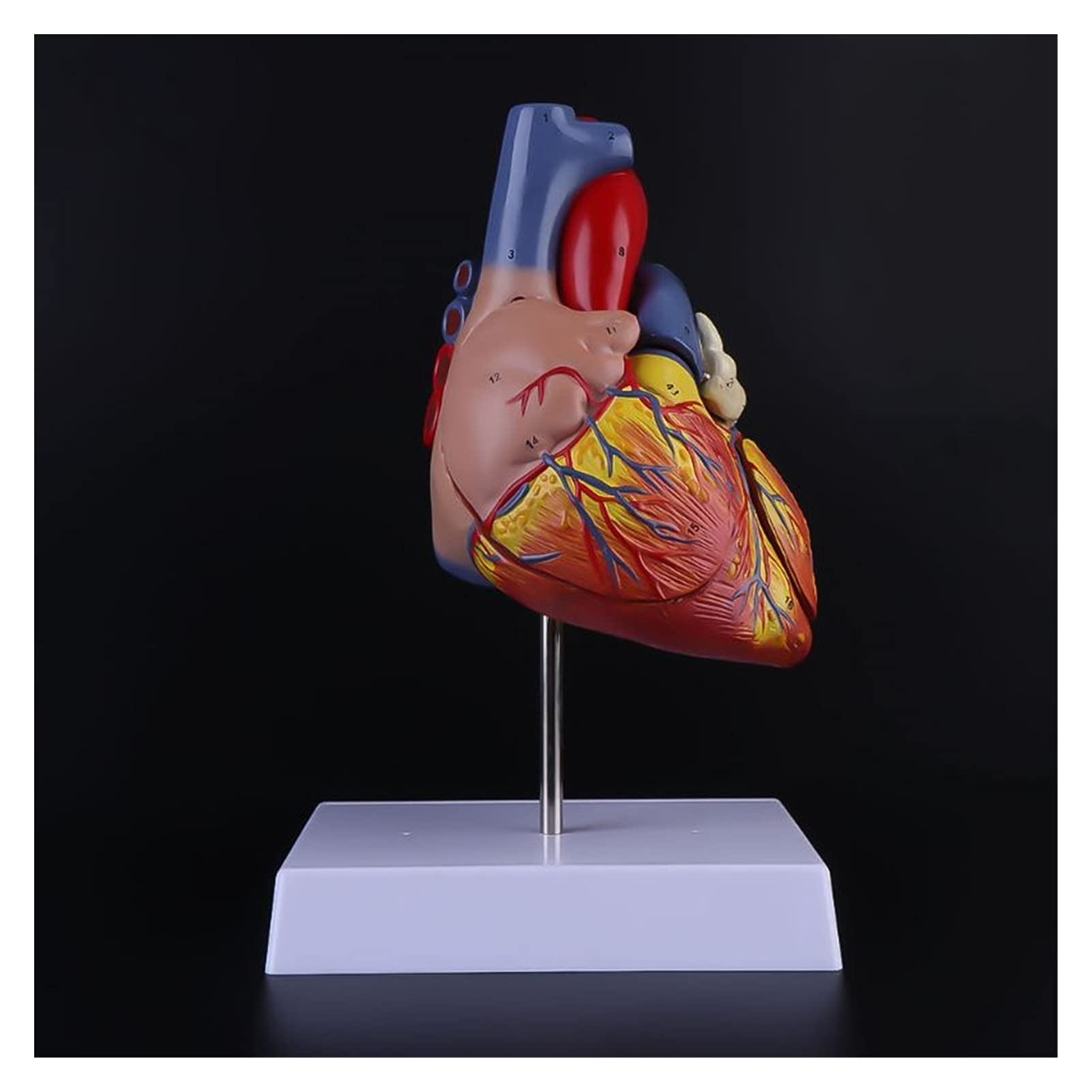 3D臓器モデル・スタンダード臓器モデル｜株式会社クロスメディカル 医療教育モデル PROPSモデル