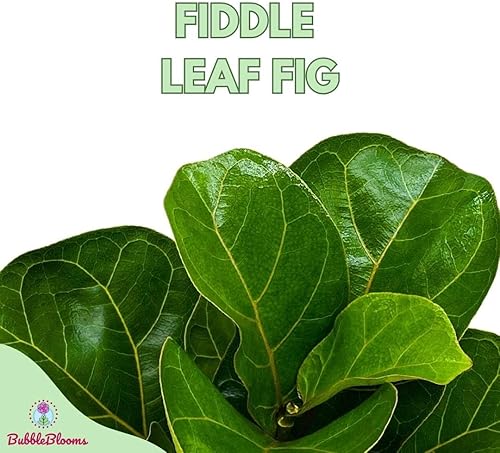 Miniatura 2 de BubbleBlooms Higo de hoja de violín, Ficus lyrata, higo de banjo en maceta de 6 pulgadas
