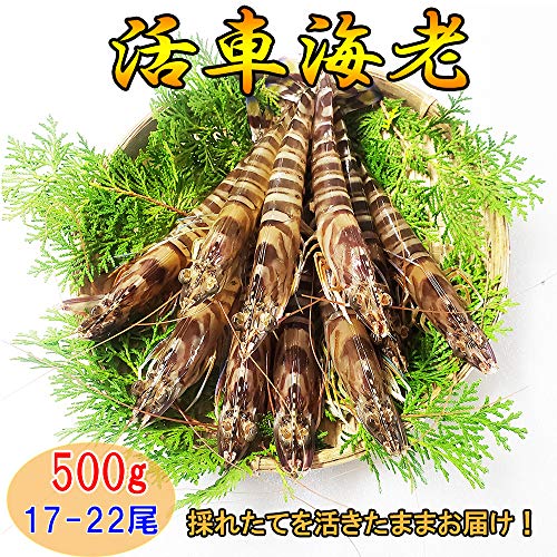 熊本県産 活き 車海老 500g 【産地直送！ 生きたまま 水揚げ翌日にお届けで鮮度抜群！】