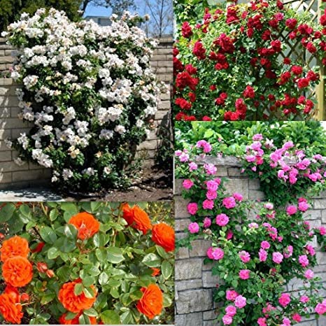 Royal Paradise Garden Rare veriety climbing rose Mixed 20 Seeds- Variety: ROSE112 (B09X3CTXPM) Amazon Price History, Amazon Price Tracker