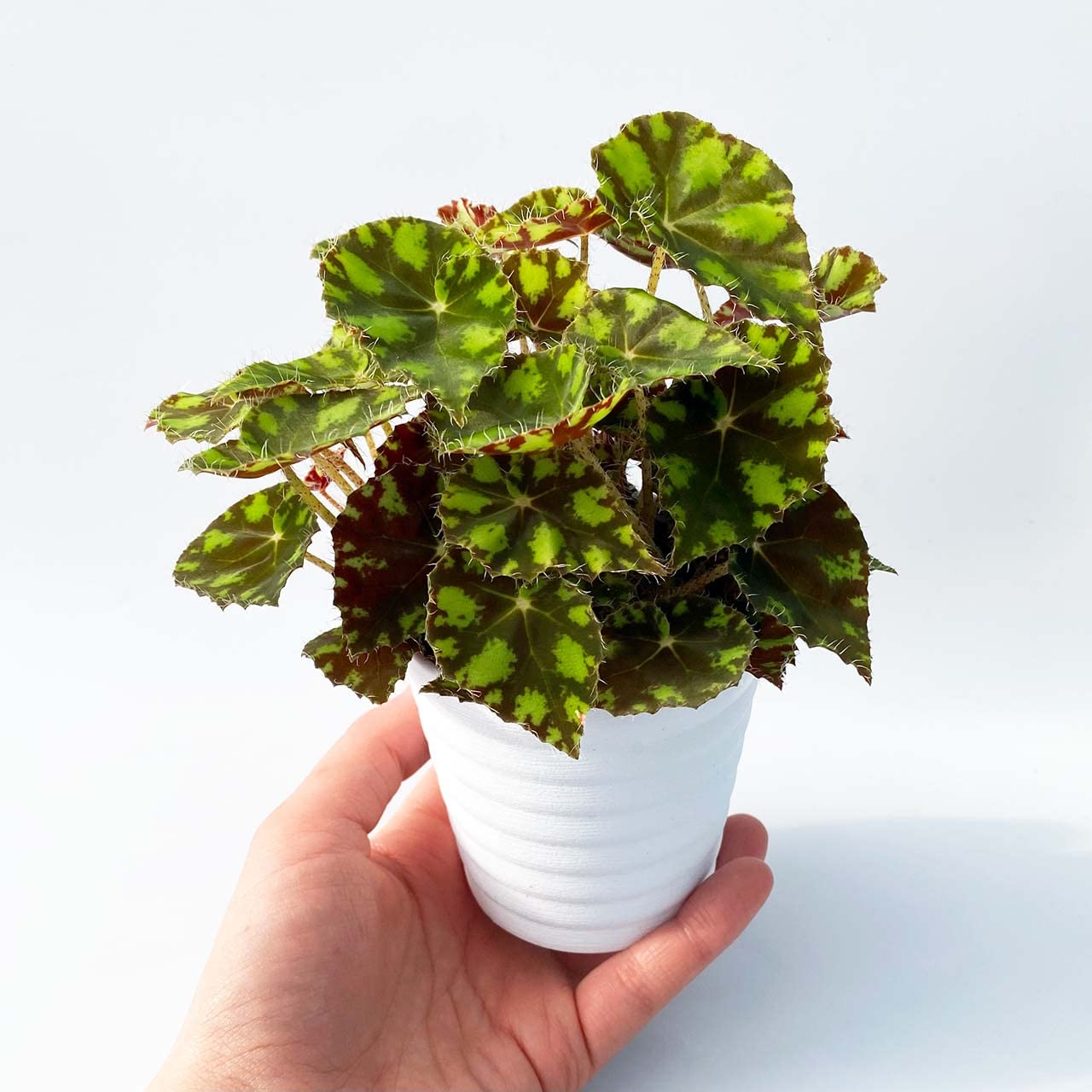Amazon｜inakougei（イナコウゲイ） 観葉植物 おしゃれ 小さめ ミニ