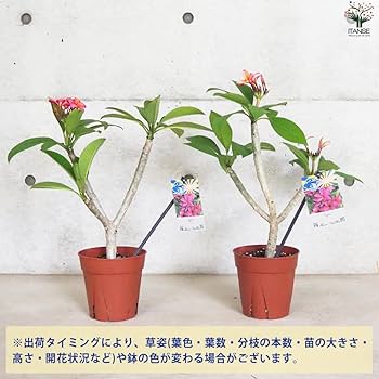 Amazon.co.jp: プルメリア苗木 品種：エピック 5号鉢 【品種で選べる
