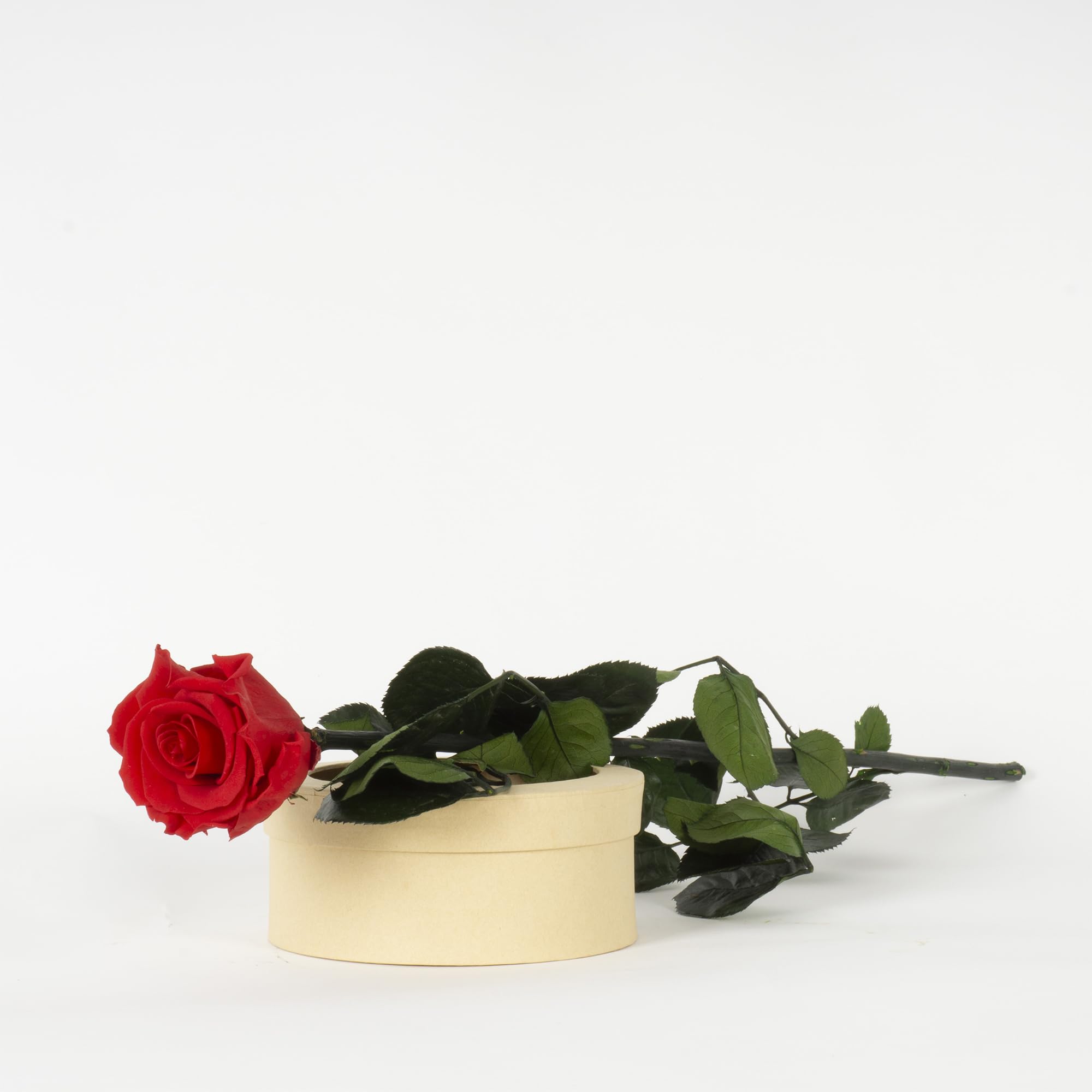 Rosa Stabilizzata Vera, Fiori 100% Made in Italy - Pronta in Elegante Confezione Regalo con Nastrino - Idea Regalo Mamma, Anniversario, Compleanno Donna e San Valentino, Rose con Stelo (Rossa, 1)