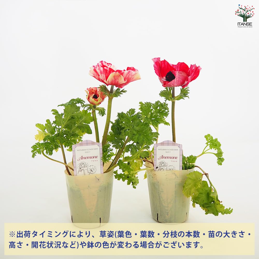 Amazon.co.jp: ITANSE アネモネ ミストラルシリーズ ティグレ 3