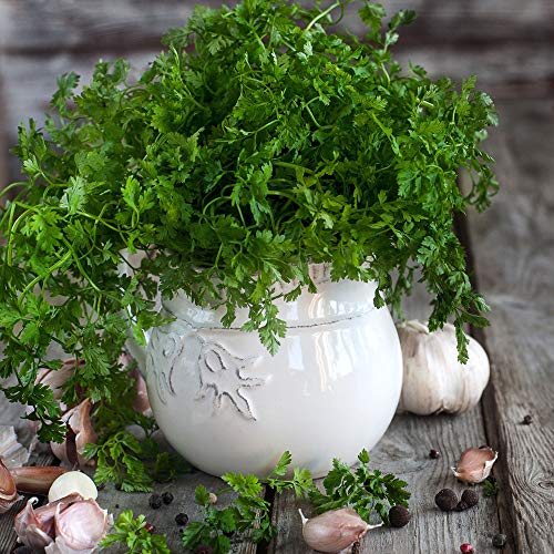 Outsidepride Chervil Culinary Herb Garden Plant Used For Its Leaves & Roots - 5000 Seeds #TOP3