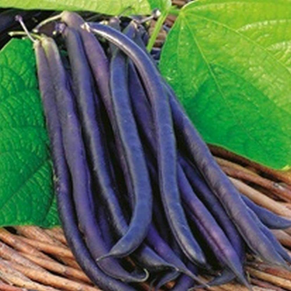 Buy4seeds 100 Seeds Climbing Bean French Purple Bean Gardeners Selection for Planting Useful for Garden and Outdoor