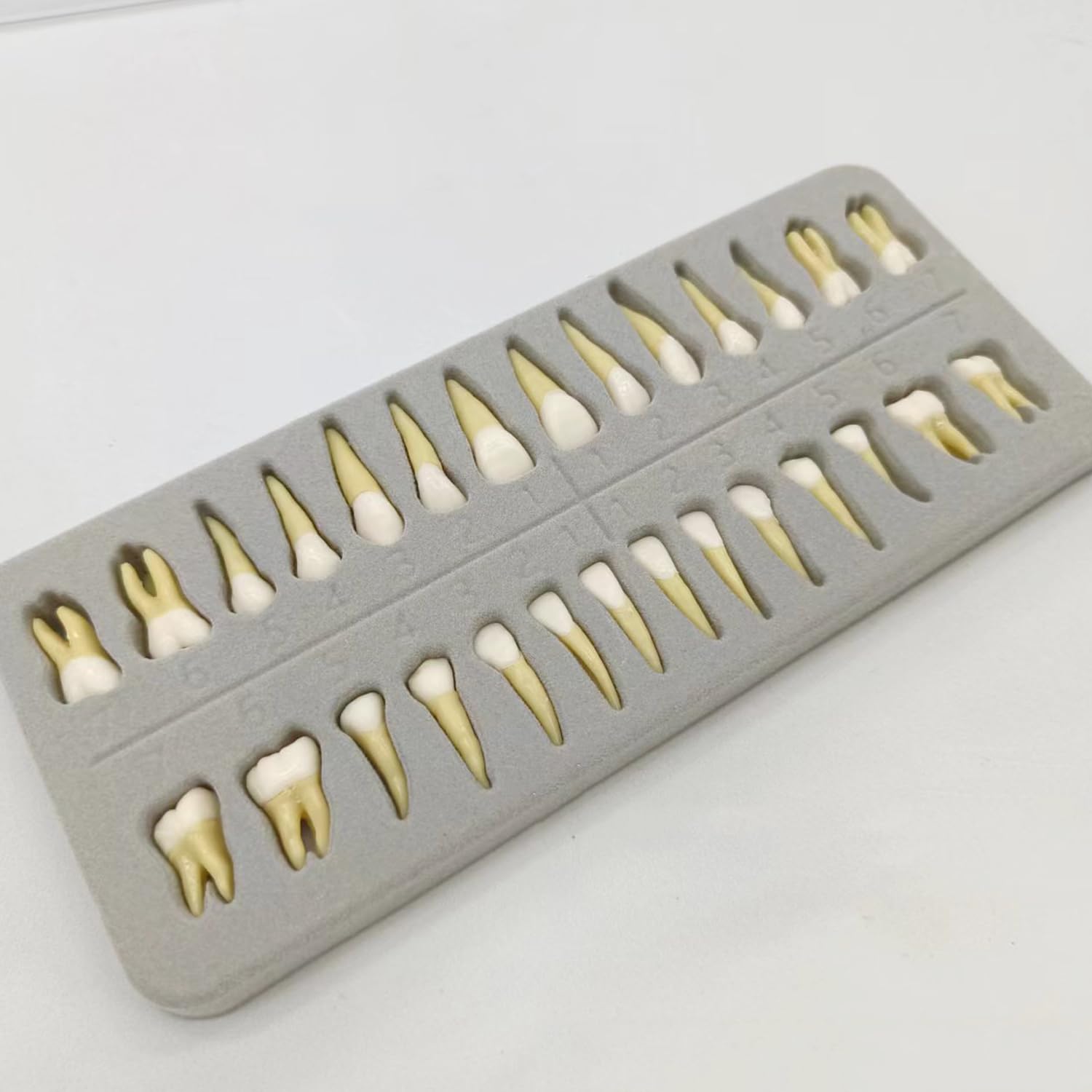 Modello Dentale Completo Di 28 Denti Permanenti, Modello Dentale Standard Denti Permanenti Adulti, In Resina Sintetica, Con Radici Dentali, Modello Per Dimostrazioni Odontoiatriche E Studio Dei Denti