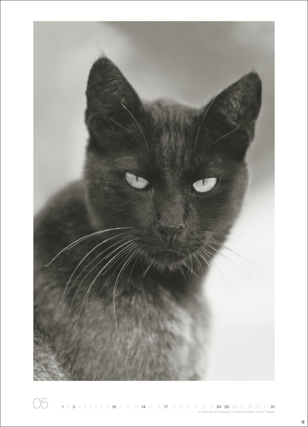 Cats Edition Kalender 2026: Elegante Samtpfoten in schwarz-weiß in einem XXL-Kalender. Tierkalender 2026 im Großformat. Hochwertiger großer Fotokalender für Katzenfans.