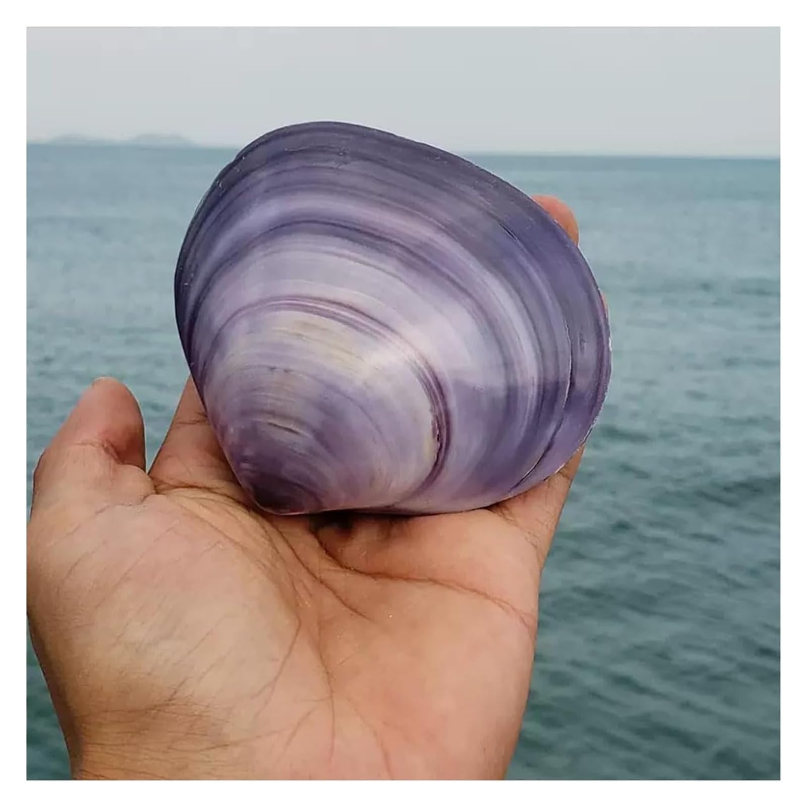 YKMYXZ shells， 7-9Cm for Wedding Decor Beach Theme Party, Home Decorations,DIY Crafts, Fish Tank And Shell Collectors