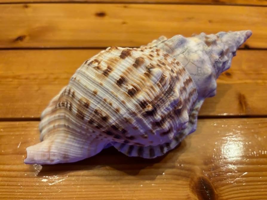 法螺貝　ほら貝　貝殻　インテリア　置物 Amazon.co.jp: 法螺貝 ホラ貝 ホラガイ ほら貝 縁起物 魔除け