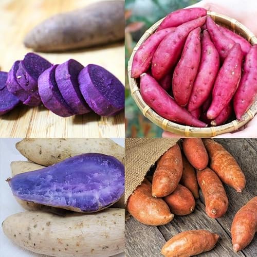 20 Mixed Sweet Potato Slips, Beauregard Sweet Potato Planting, Sweet