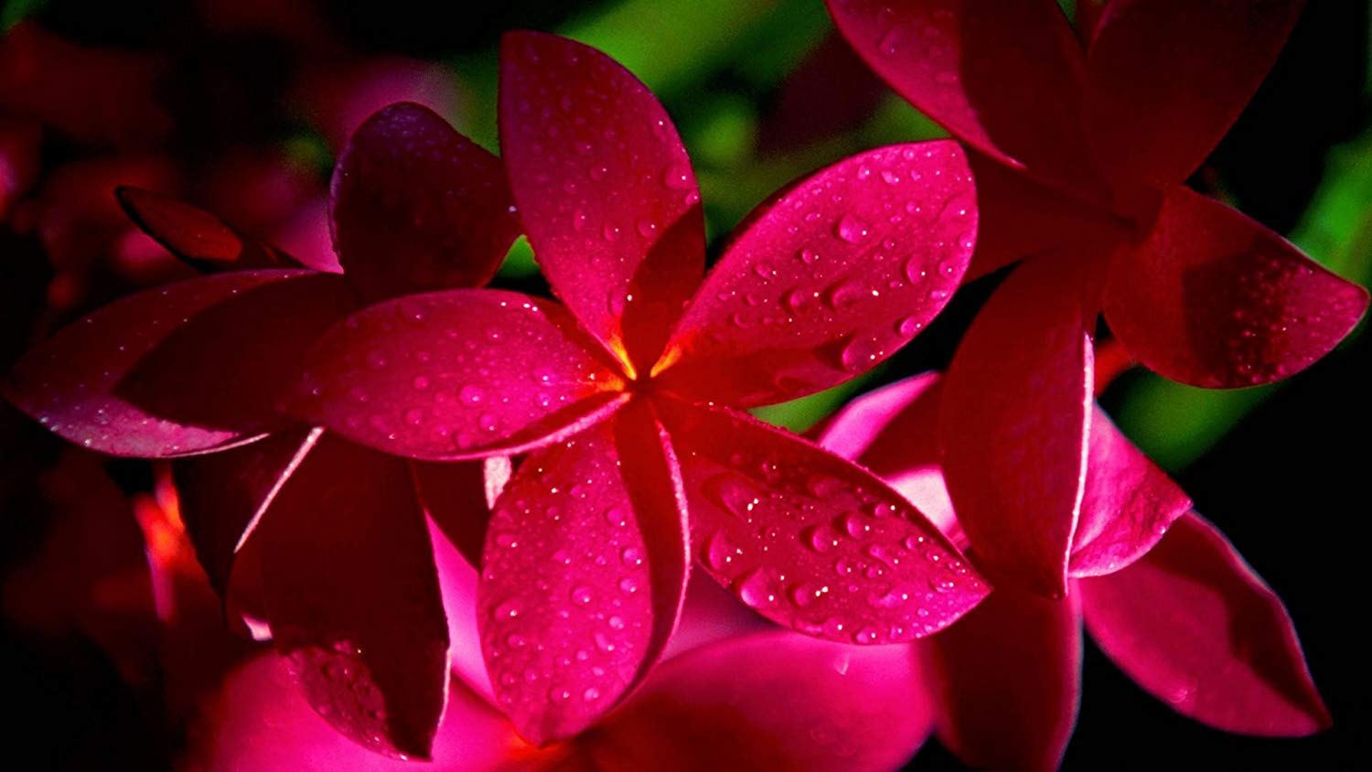 Amazon.com : 2 Ruby Red Plumeria Rare Red Plumeria 8-12 Inch