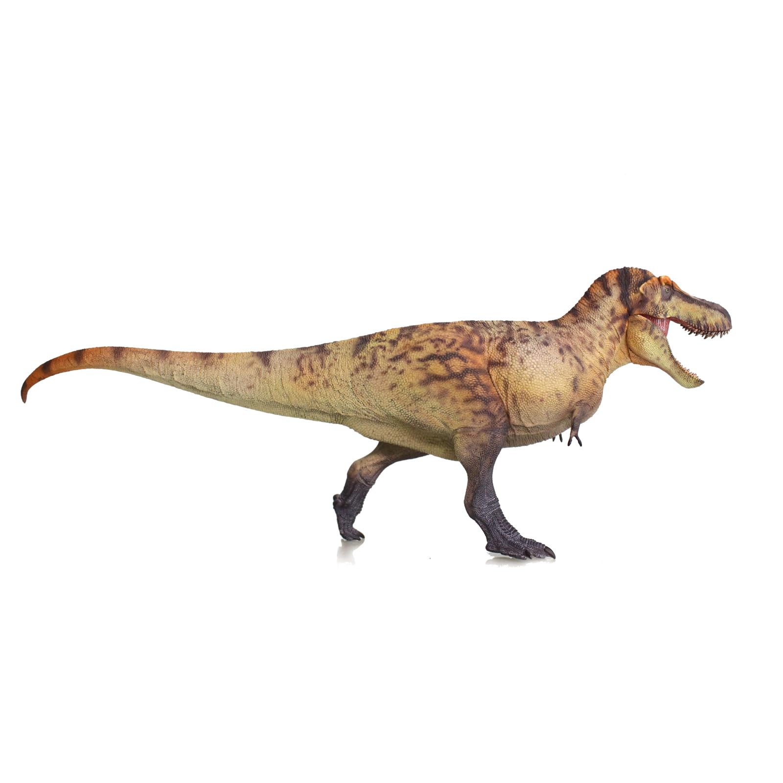 Amazon.com: HAOLONGGOOD New Tyrannosaurus REX 1：35 Science and