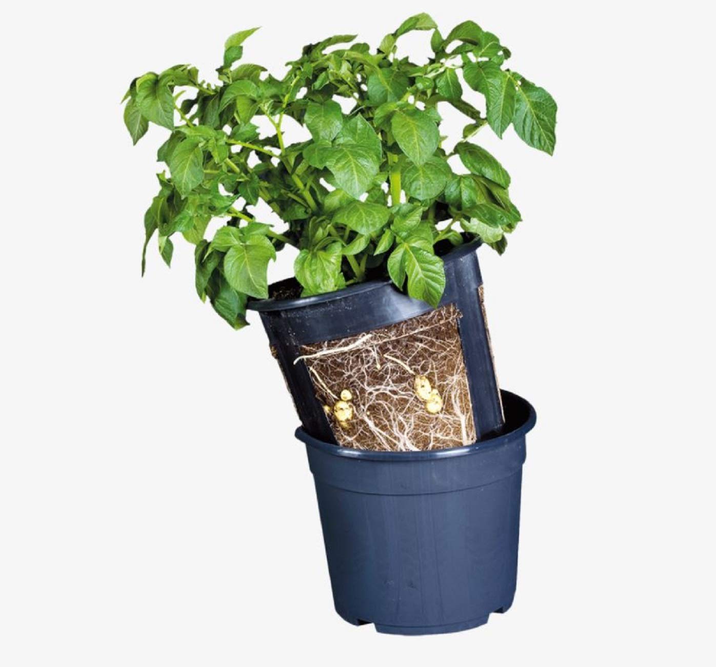 Vaso Per Patate E Cipolle Esschert Design, 30 Cm, Nero, Doppio, Per Esterno