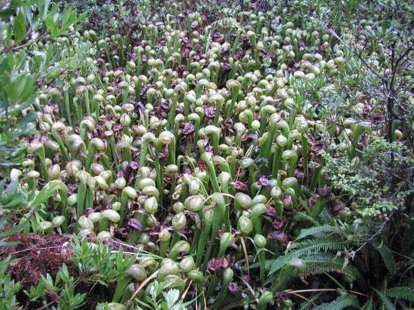 Miniatura 4 de Darlingtonia californica  Planta Jarra California  Lirio Cobra  20 semillas