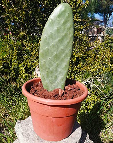 Fico d'india senza spine pala con RADICE - Pianta Opuntia Santamaria