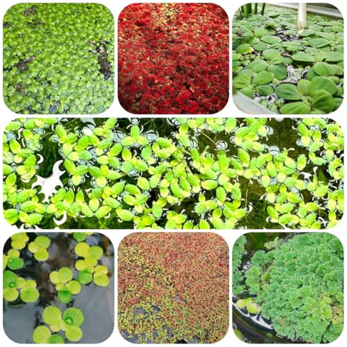 Comprar semillas de lenteja de agua (Lemna minor) acuario flotantes cocina, balcón Decoración verdes para sala estar medicinales 130pcs