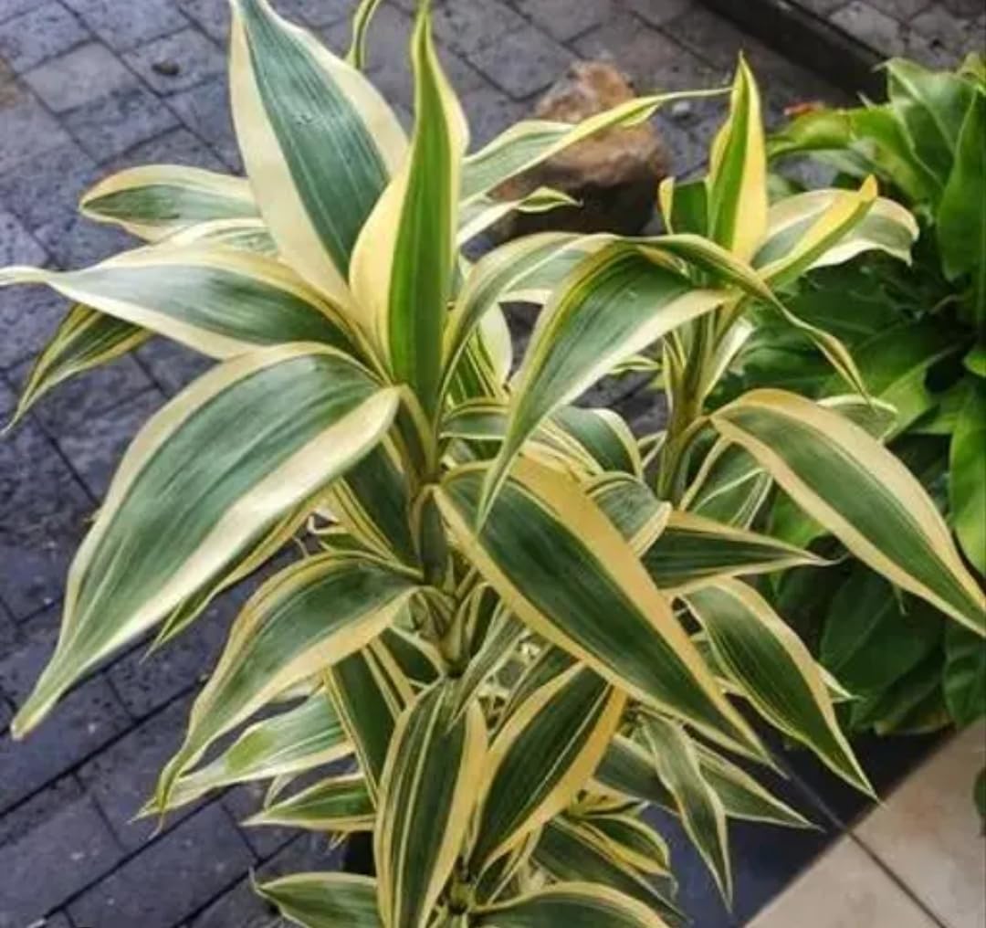 natural white variegated lucky bamboo live plant – perfect for indoor spaces
