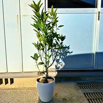 61cJxYRRBJL._AC_UF350, 61cJxYRRBJL._AC_UF350,